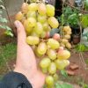 Bibit Anggur Import Jenis Gold finger Sabang