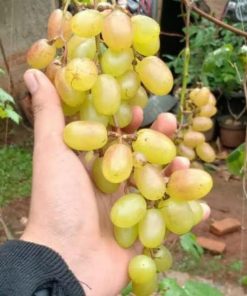 Bibit Anggur Import Jenis Gold finger Sabang