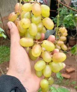 Bibit Anggur Import Jenis Gold finger Yogyakarta