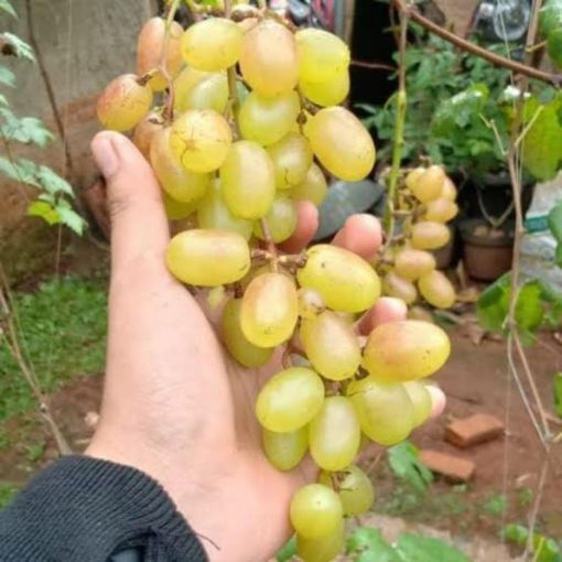 Bibit Anggur Import Jenis Gold finger Aceh