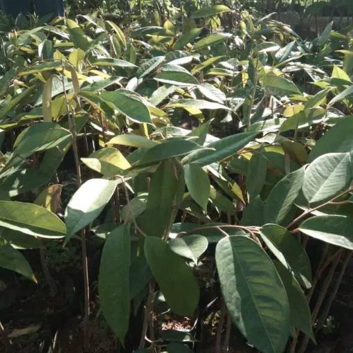 bibit durian bawor supermurah bibit super murah Jawa Timur