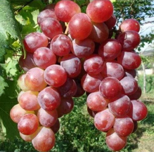 Anggur Red Prince Bibit Anakkan Pohon Buah Z3R0 Pematangsiantar