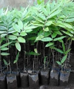 juz ready bibit pohon bambu petung atau betung kultur jaringan bibit Tasikmalaya