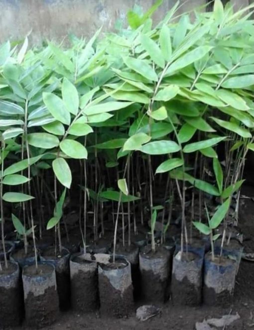 juz ready bibit pohon bambu petung atau betung kultur jaringan bibit Tasikmalaya