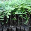 juz ready bibit pohon bambu petung atau betung kultur jaringan bibit
