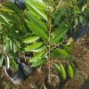 bibit durian musangking Banten