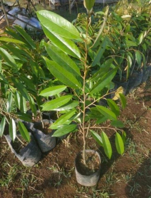 bibit durian musangking Banten