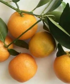 bibit tanaman buah jeruk tongheng Jawa Tengah