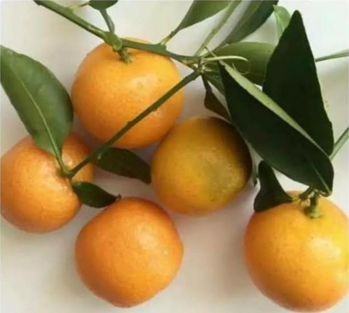 bibit tanaman buah jeruk tongheng Jawa Tengah