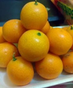 bibit tanaman buah jeruk tongheng Banten