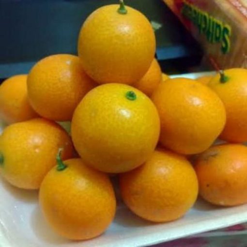 bibit tanaman buah jeruk tongheng Banten