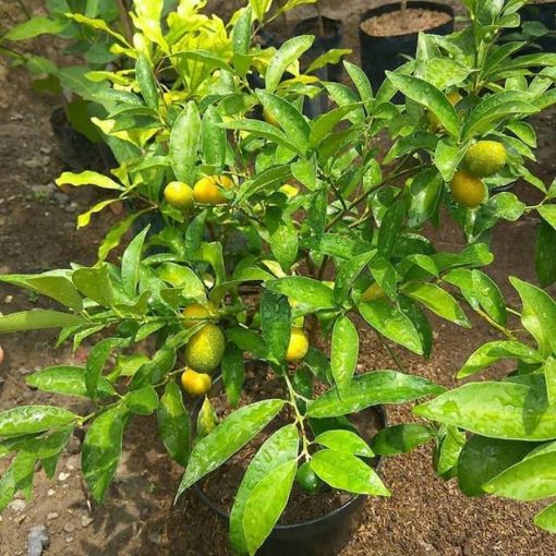 bibit jeruk nagami berbuah bibit jeruk nagami berbunga bibit jeruk nagami Jawa Timur