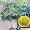 bibit tanaman buah durian musangking okulasi Nusa Tenggara Barat