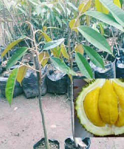 bibit tanaman buah durian musangking okulasi Nusa Tenggara Barat