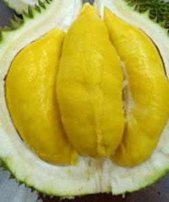 bibit tanaman buah durian musangking okulasi Solok