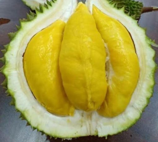 bibit tanaman buah durian musangking okulasi Solok