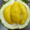 BIBIT TANAMAN BUAH DURIAN MUSANGKING OKULASI Tarakan