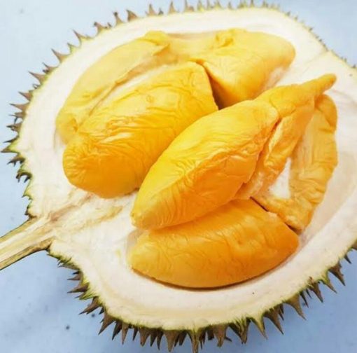 bibit tanaman buah durian musangking okulasi Sulawesi Utara