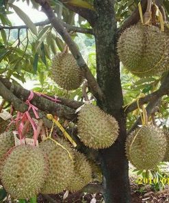 bibit tanaman buah durian bawor Kalimantan Tengah