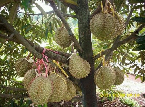 bibit tanaman buah durian bawor Kalimantan Tengah