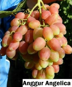 Bibit Anggur Import Angelica Garansi Valid 100 Kalimantan Barat