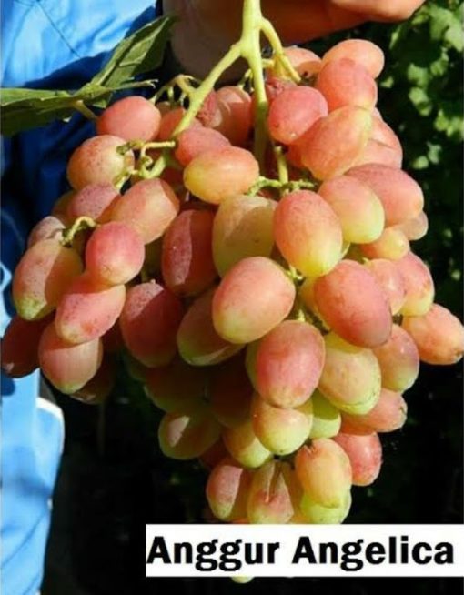Bibit Anggur Import Angelica Garansi Valid 100 Kalimantan Barat