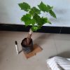 Bibit Anggur Import Angelica Garansi Valid 100 Bengkulu