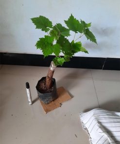 Bibit Anggur Import Angelica Garansi Valid 100 Sumatra Utara