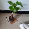 Bibit Anggur Import Angelica Garansi Valid 100 Sulawesi Selatan