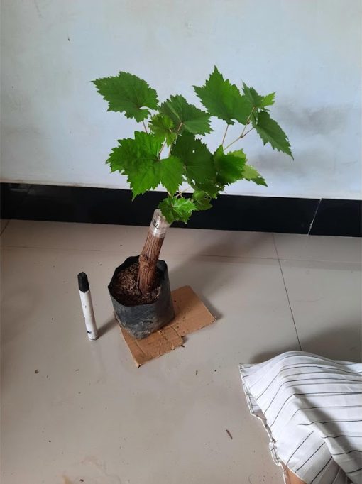 Bibit Anggur Import Angelica Garansi Valid 100 Sulawesi Selatan