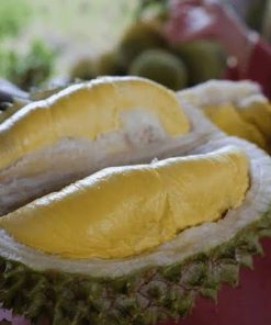 Bibit Durian Bawor Kaki 3 Genjah Okulasi Berkualitas Bontang