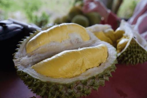 Bibit Durian Bawor Kaki 3 Genjah Okulasi Berkualitas Bontang