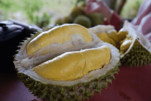 bibit durian bawor kaki 3 genjah okulasi unggul bisa berbuah dalam pot Jawa Barat