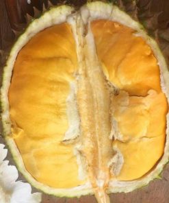 bibit durian bawor kaki 3 bibit durian unggul terlaris Kalimantan Tengah