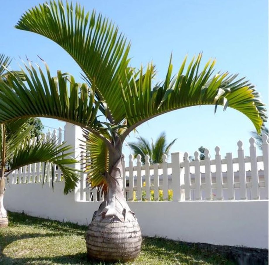 PALEM BOTOL Payakumbuh PALEM BOTOL Payakumbuh