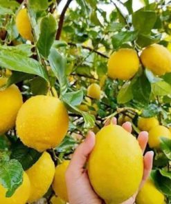 bibit jeruk lemon California lemon jumbo Gorontalo