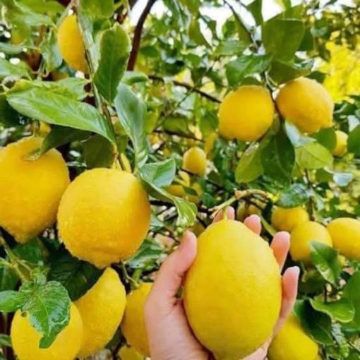 bibit jeruk lemon California lemon jumbo Tomohon