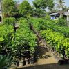 BIBIT MANGGA ALPUKAT SUPER Sibolga
