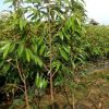 bibit durian musangking batang besar Jakarta