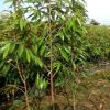 bibit durian musangking batang besar Sabang
