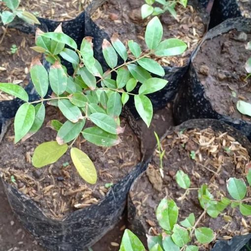 Z3Ro Bibit Pohon Buah Anggur Brazil Jenis Preco Genjah Cepet Berbuah Jawa Tengah