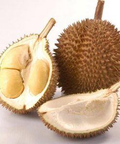 bibit buah durian bawor cepat berbuah bibit durian bawor genjah bisa berbuah dalam pot Kota Administrasi Jakarta Pusat