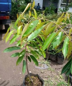 Bibit Buah Durian bawor cepat berbuah bibit durian bawor genjah bisa berbuah dalam pot Kalimantan Tengah