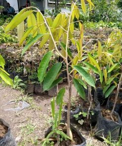 bibit buah durian bawor cepat berbuah bibit durian bawor genjah bisa berbuah dalam pot Jawa Barat