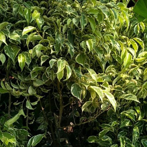 pohon beringin putih tinggi 100cm lebih Palu