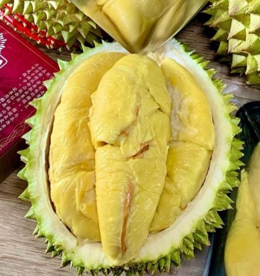 Bibit Durian Musangking super cepat berbuah Kalimantan Selatan