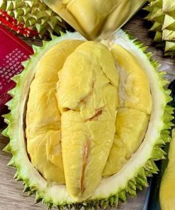 Bibit Durian Musangking super cepat berbuah Pontianak
