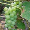bibit tanaman buah anggur green caroline Kupang