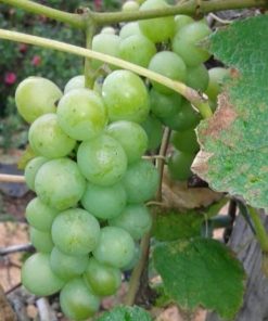 bibit tanaman buah anggur green caroline Kupang