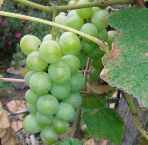bibit tanaman buah anggur green caroline Kupang
